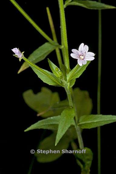 epilobium ciliatum ssp ciliatum 4 graphic